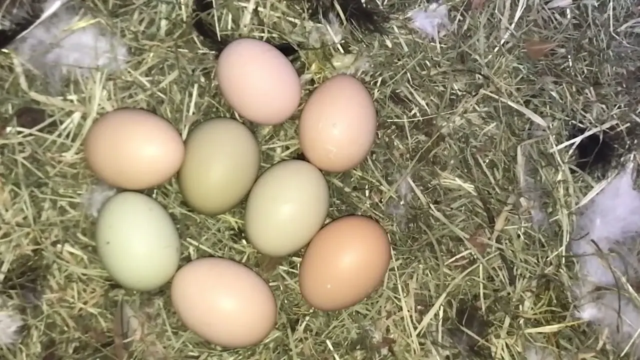 Tot mai mulți români se mută de la oraș la sat pentru o viață mai ieftină, mai liniștită și mai aproape de natură