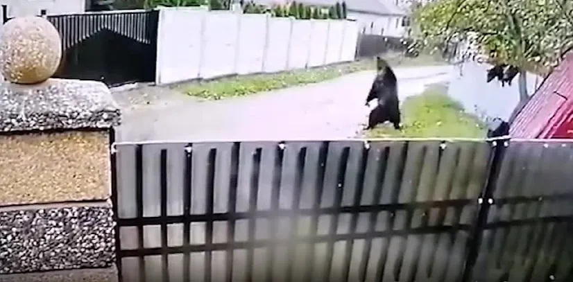 Jurnalist celebru, atacat de un urs la Băile Tușnad