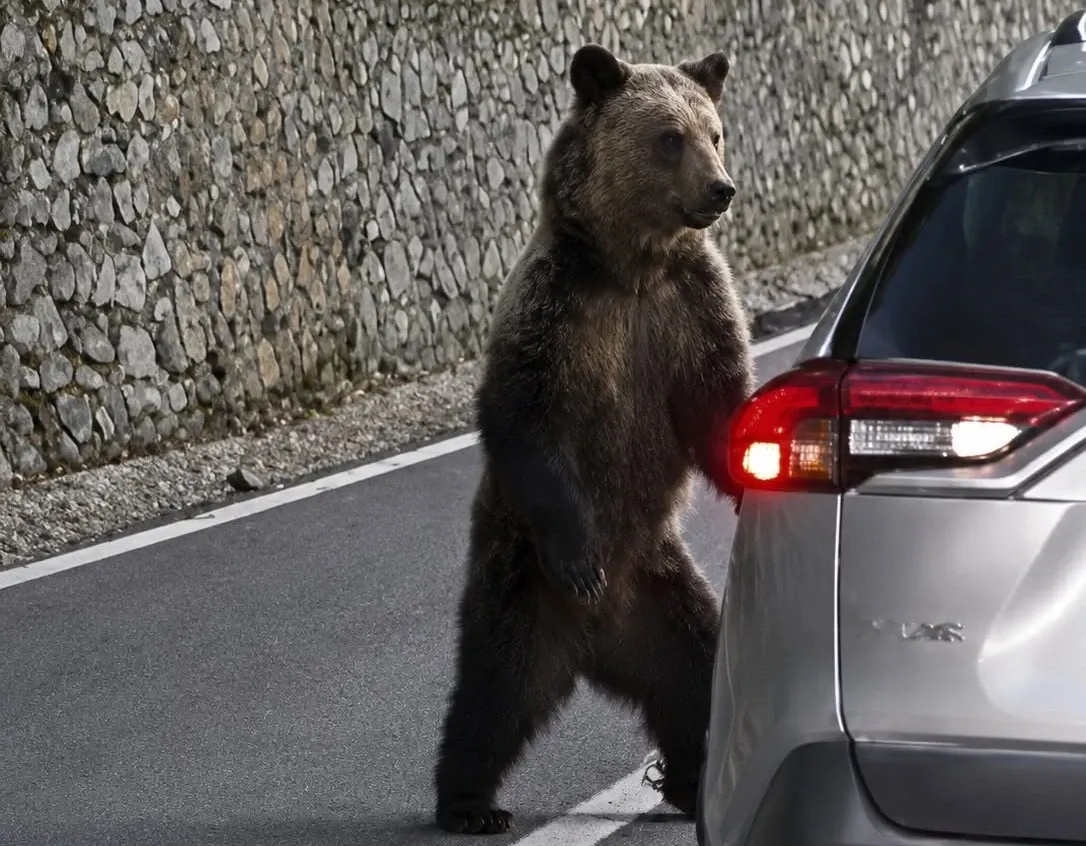 Au hrănit urșii de  pe Transfăgărășan și s-au ales cu amenzi usturătoare. Prefectura Argeș a anunțat sancțiuni de peste 100.000 de lei