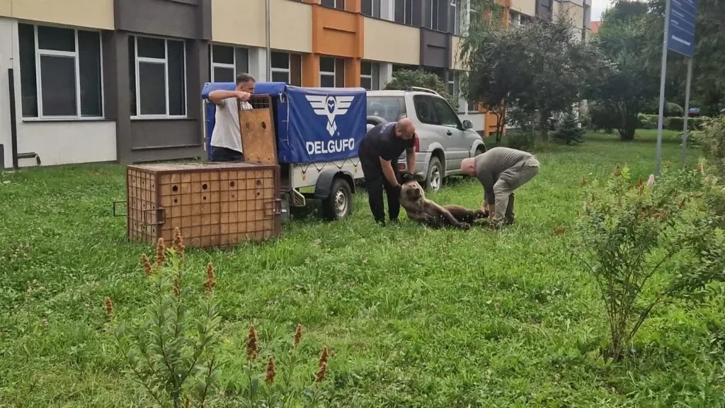 O ursoaică de 100 de kilograme a ajuns pe un bulevard din Sibiu, apoi s-a refugiat în curtea unui liceu. Animalul a fost tranchilizat
