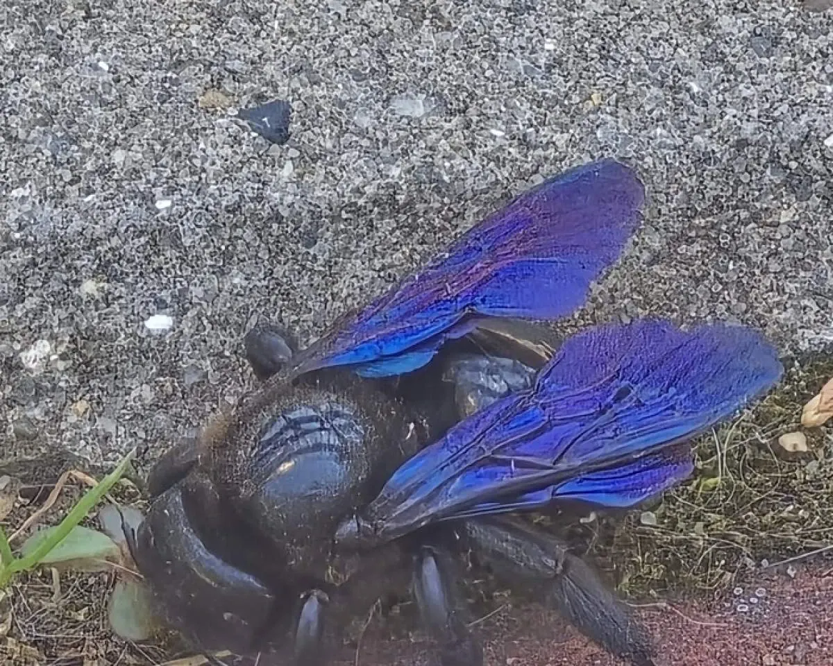 Vietate spectaculoasă descoperită într-o curte din Suceava. Femeia a rămas mută de uimire