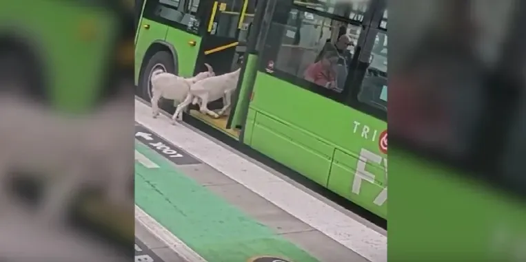Două capre au devenit celebre pentru umanitatea lor. Au urcat „civilizat” în autobuz
