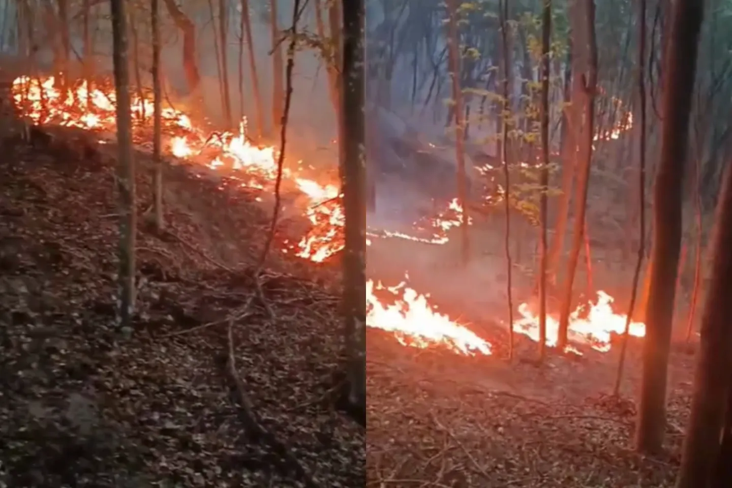 Incendiu de proporţii în pădurile din județul Bihor. Pompierii luptă de trei zile cu flăcările care se extind cu repeziciune
