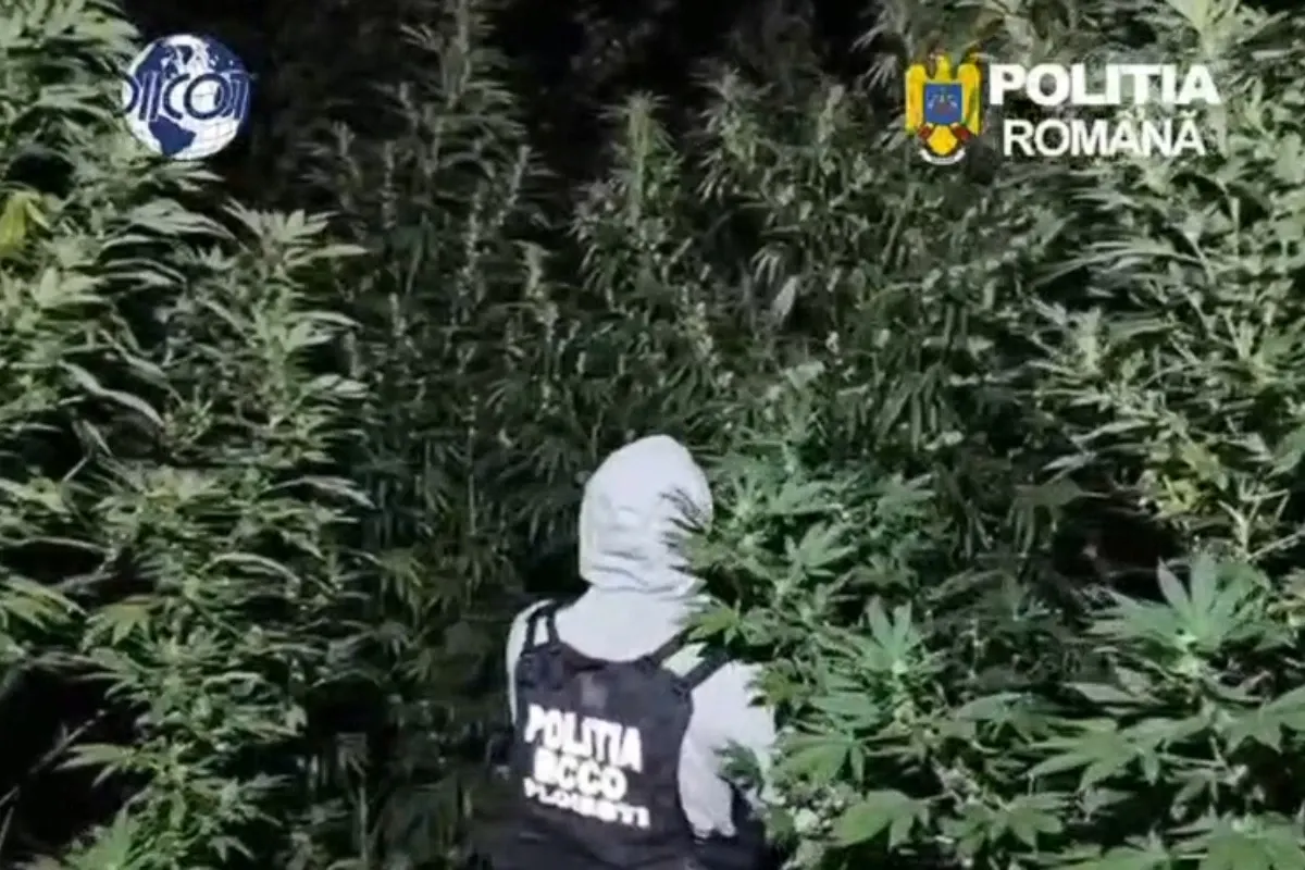 Descoperire neașteptată în Dâmbovița. Oamenii legii au găsit o pădure de canabis
