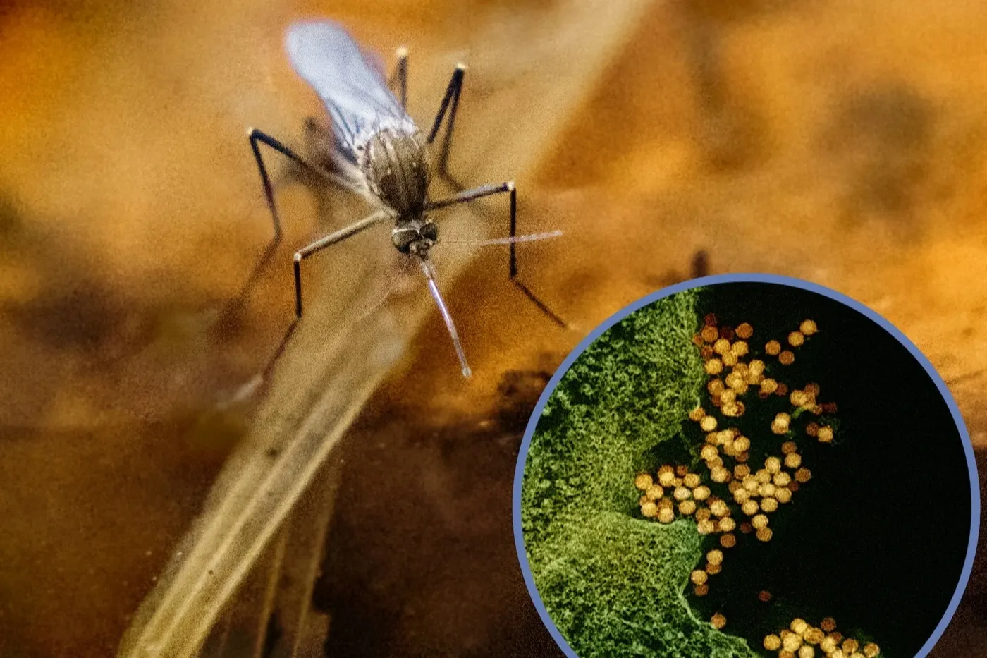 West Nile: creștere majoră a infectărilor în 2026, față de 2025. Cinci decese și 72 de cazuri confirmate