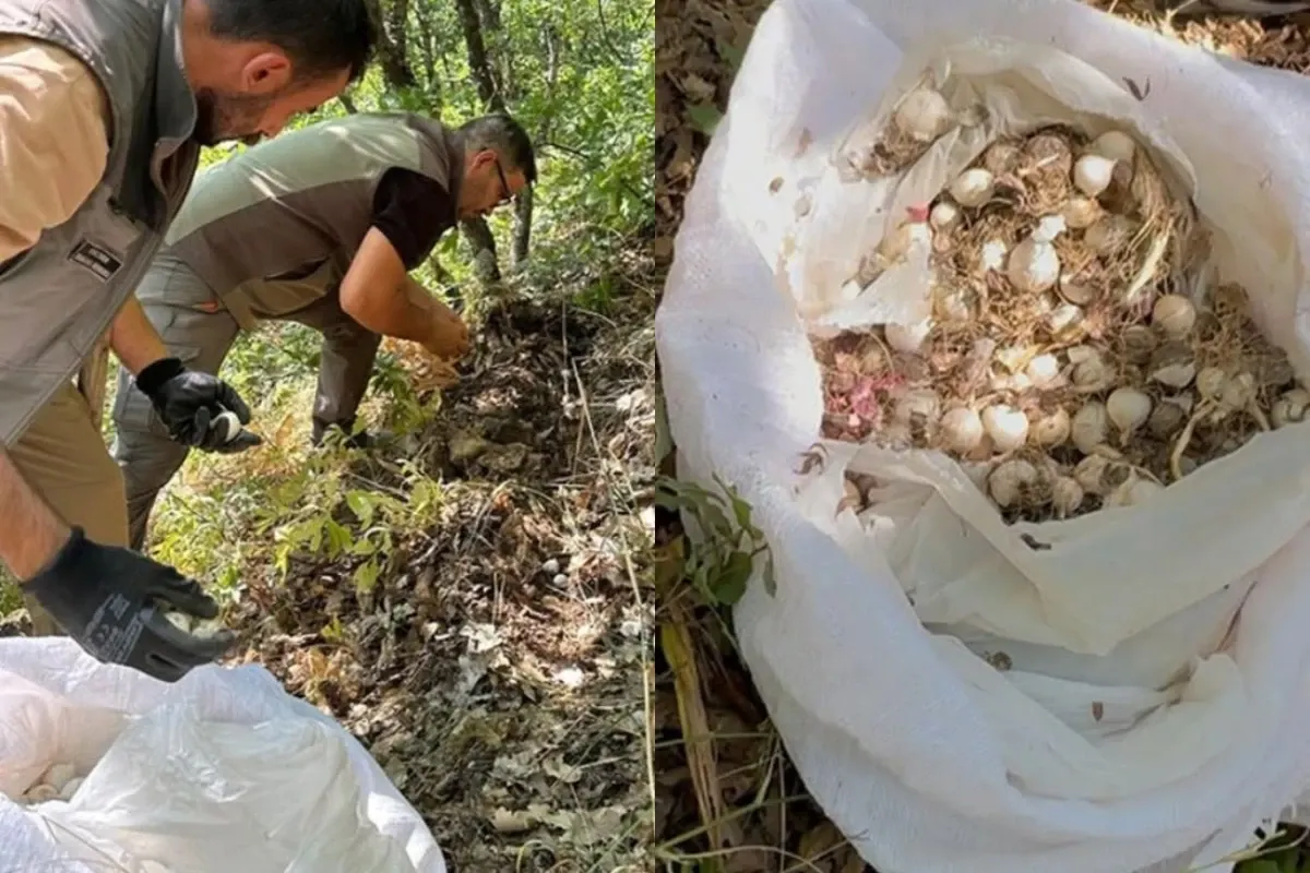 Amendă uriașă pentru trei persoane care au cules ilegal usturoi de munte. Ce s-a întâmplat cu cele 20 de kilograme confiscate