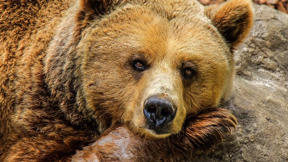 Alertă la Sinaia după apariția unui urs pe străzile orașului. Autoritățile au emis din nou mesaj RO-Alert