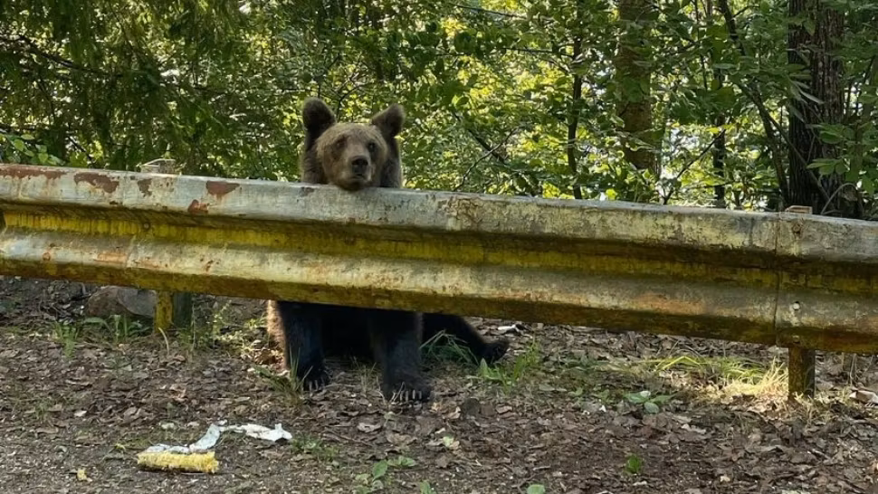 Un turist bulgar a fost mușcat de urs în zona Barajului Vidraru. A fost emis mesaj Ro-Alert
