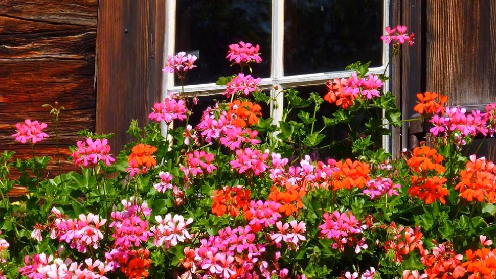 Cum să faci un îngrășământ natural pentru mușcate și de ce ingrediente naturale ai nevoie