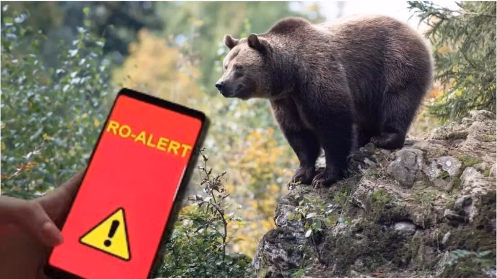 Mesaj Ro-Alert în Dâmbovița! Un urs a fost observat pe raza comunei Raciu. Apariția animalului a stârnit panică printre localnici