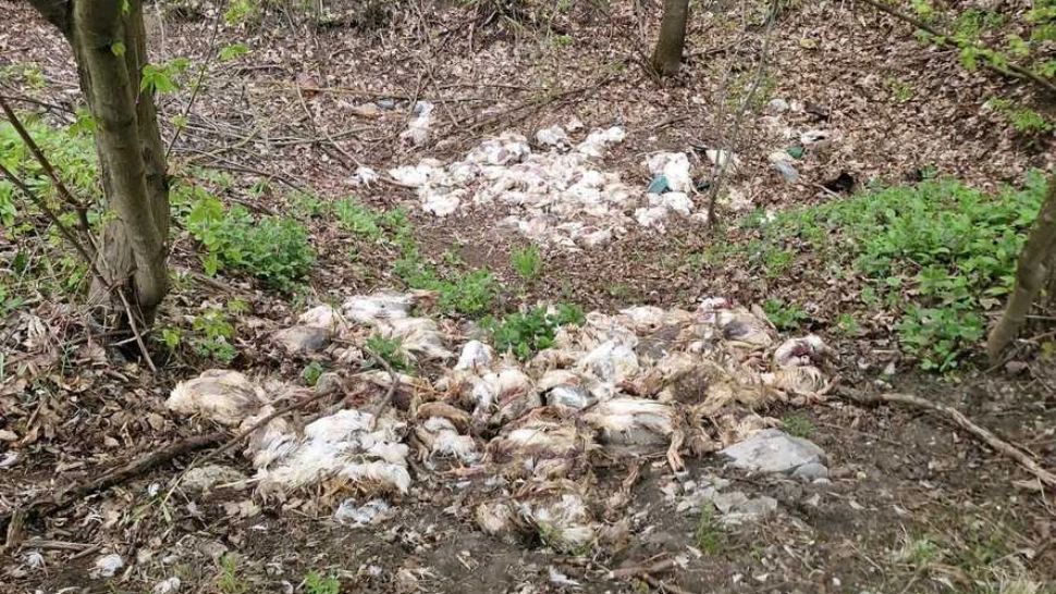 Caz șocant în Vaslui: peste 300 de pui de găină morți au fost aruncați într-o pădure. Autoritățile au deschis o anchetă