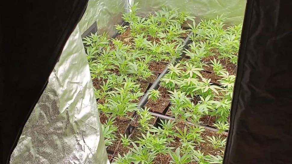 Rețea de droguri cu ramificații în trei județe, destructurată de DIICOT: laborator clandestin descoperit în Vâlcea