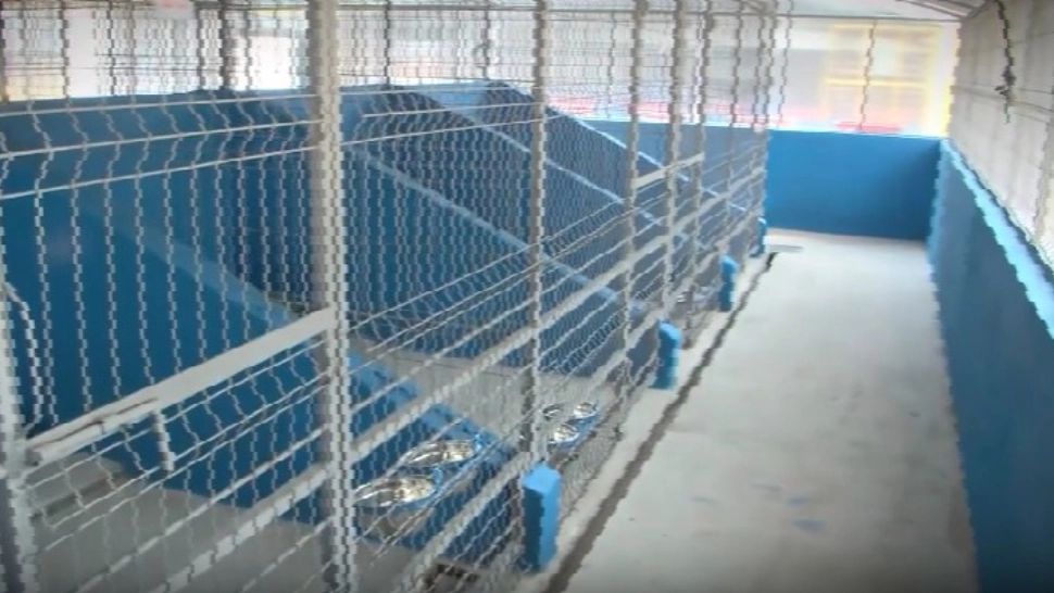 S-a deschis primul centru județean de adopții pentru câini. Iubitorii de animale sunt așteptați să adopte un patruped