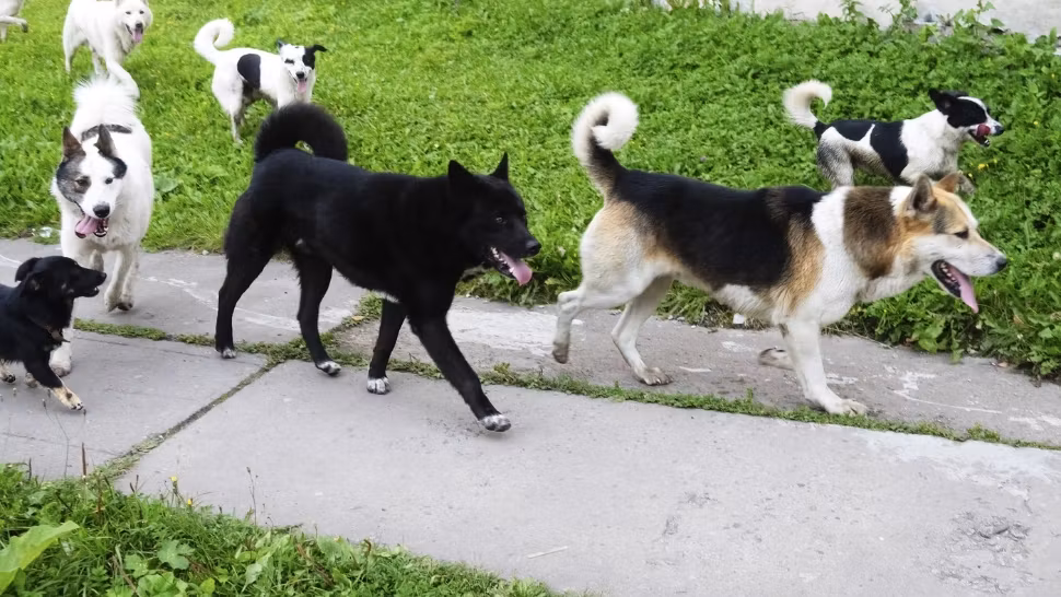 Plan inedit în Ilfov: jandarmii și polițiștii, trimiși în patrulare după câinii fără stăpân