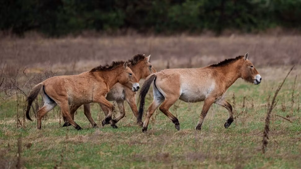 Zona „moartă” de la Cernobîl a prins viață. Caii sălbatici au transformat totul într-un miracol - VIDEO