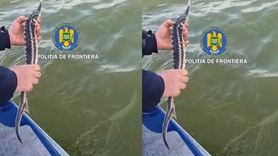 Braconaj în județul Tulcea. Patru sturioni, descoperiţi de poliţiştii de frontieră în plase de pescuit