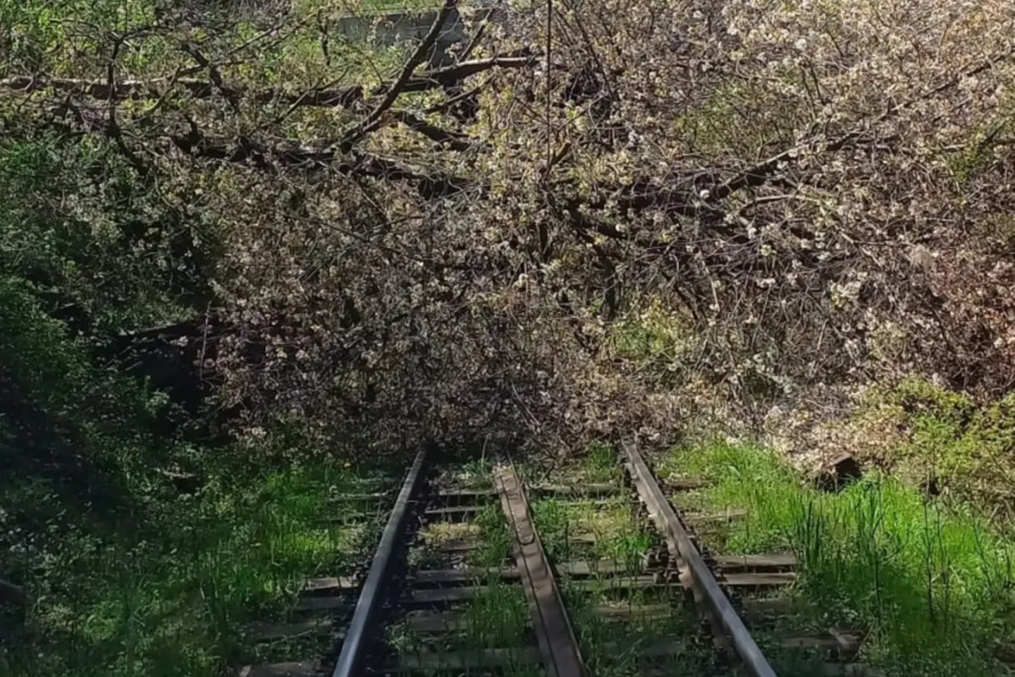 Trafic feroviar oprit în județul Timiș. Mai mulți copaci au fost doborâți de vânt pe calea ferată 