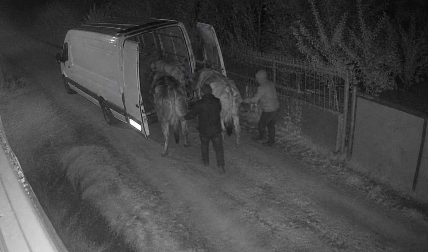 Animale furate în plină noapte! Hoții au furat inclusiv o vacă gestantă