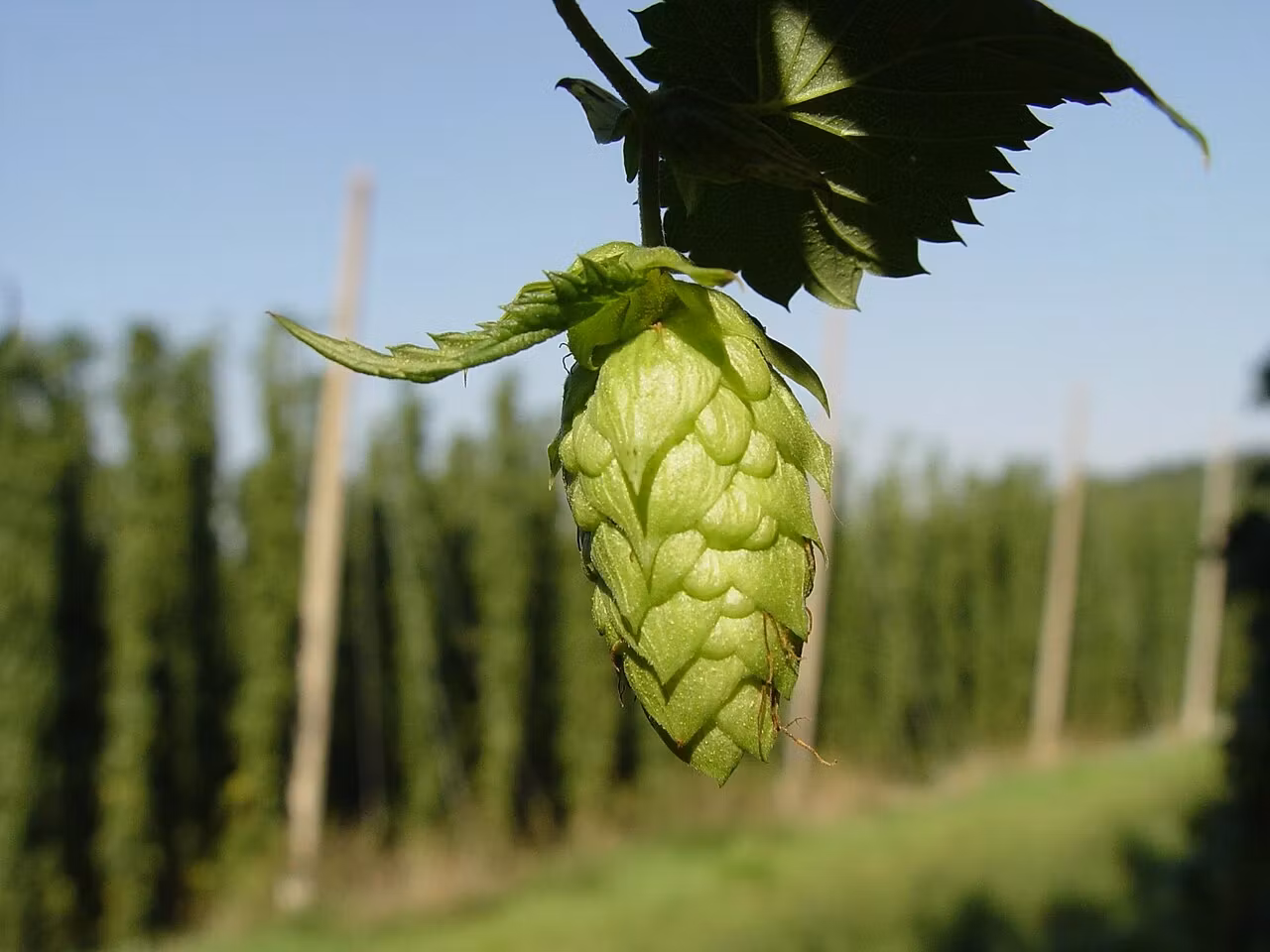„Aurul verde” care crește pe marginea drumului în România. Occidentalii plătesc și 1.000 de euro pentru un kilogram