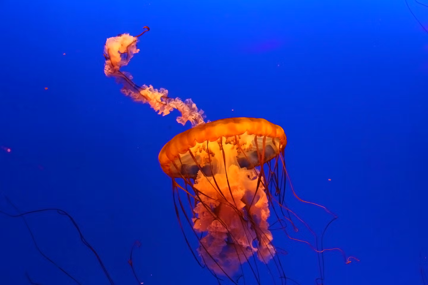 O nouă specie de meduză-cutie extrem de veninoasă a fost identificată în apropiere de Singapore