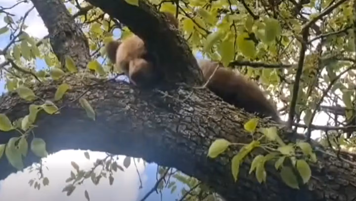 Pui de urs blocat într-un copac, salvat după o intervenție de trei ore a jandarmilor - VIDEO
