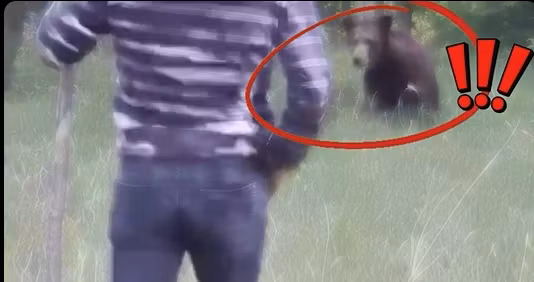 Inconștiență totală în Vâlcea: Un bărbat a alergat un urs cu un târnăcop ca să-l alunge din fața casei. Semnal de alarmă tras de jandarmi - VIDEO