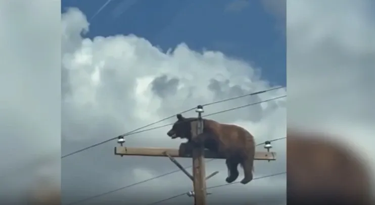 Urs mort pe stâlpul de electricitate. Imagini greu de privit