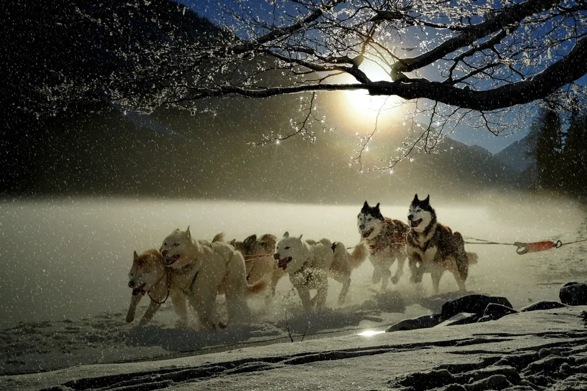 Țara care caută persoane pentru îngrijirea a 80 de câini Husky. Oferă cazare și salariu într-o zonă spectaculoasă