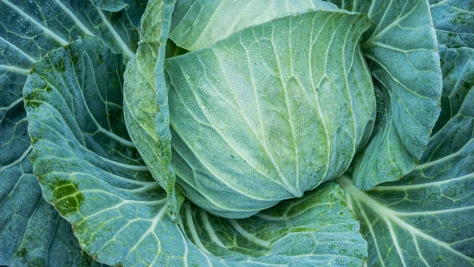Remediul natural folosit de generații pentru calmarea durerilor articulare. Cum se folosește pentru a da rezultate