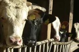 Bovinele, lovite de un nou virus, depistat pentru prima dată în Europa. Cercetătorii avertizează asupra răspândirii în Germania