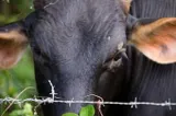 Alertă de antrax în Botoșani! Boala a fost confirmată la o vacă, deși animalul figura în acte ca fiind vaccinat