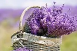 Când se recoltează lavanda și care este momentul ideal pentru cules 