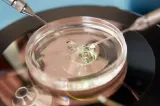 Sectorul 2 vrea să deconteze fertilizarea in vitro: sprijin de până la 20.000 lei pentru fiecare beneficiar