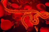 Epidemia de Ebola se extinde în RDC. OMS avertizează că amploarea reală ar putea fi mai mare decât datele oficiale