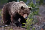 Populația din județul Neamț, terorizată de urși. Autoritățile au emis șapte mesaje RO-ALERT în weekend