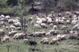 700 de oi sacrificate pentru a opri răspândirea bolilor. Suspiciuni de comerț ilegal în perioada Paștelui