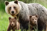 Alarmâ în satele României: urșii au dat iama în casele oamenilor. Ce spun localnicii