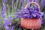 Când se recoltează lavanda și care este momentul ideal al zilei