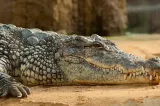 Țara care a decis sa pună crocodili în jurul închisorilor, ca să descurajeze tentativele de evadare