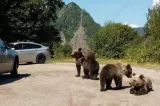 Președintele nu este de acord cu legea urșilor. Nicușor Dan o retrimite în Parlament pentru modificări