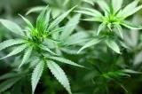 Consumul de marijuana îl depășește pe cel de țigări în Statele Unite - STUDIU