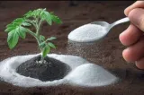 Trucul cu bicarbonat de sodiu care poate ajuta plantele să fie mai sănătoase și înflorire abundentă