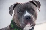 Alertă într-un mall din Galați după apariția a doi câini posibil amstaff. Ce au făcut jandarmii cu cele două animale
