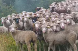  Alianţa pentru Agricultură şi Cooperare cere măsuri urgente de sprijin pentru fermieri. Întregul sector riscă să intre în colaps