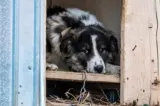 Cruzime fără margini în Prahova. Bărbat reținut după ce a ucis un câine pe care îl preluase din curtea unui vecin