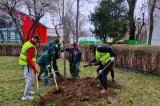 Arborii pe care NU trebuie să îi plantezi în grădină