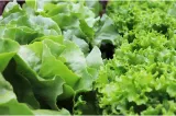 Un parazit face ravagii în SUA: salata iceberg, asociată cu mii de îmbolnăviri și pierderi pentru restaurante