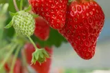 ALERTĂ! Peste 80% din căpșunile din UE sunt contaminate cu pesticide. Care este excepția surprinzătoare?