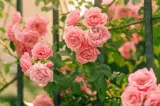 Soiuri de trandafiri care înfloresc din primăvară până toamna târziu. Secretele unei grădini pline de flori luni la rând