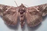 „Invazia moliilor”: fenomenul social-media care arată cât de pricepuți sunt românii… la insecte